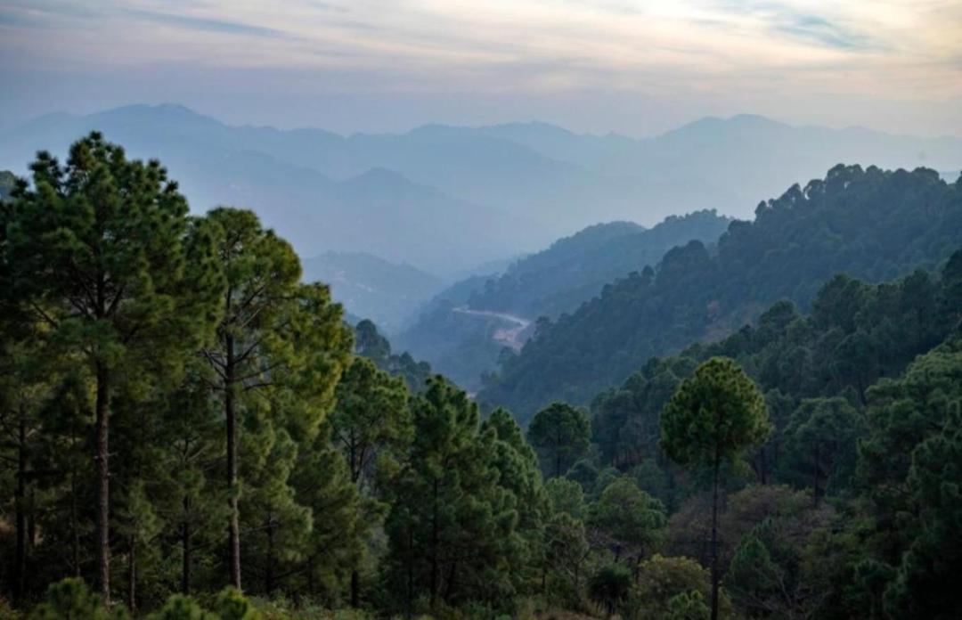 The Heritage Home Kasauli I Pine View Serviced Villa I Best Seller I Vacations I Family Events I Sky Bonfire I Kasauli By Exotic Stays Exteriör bild